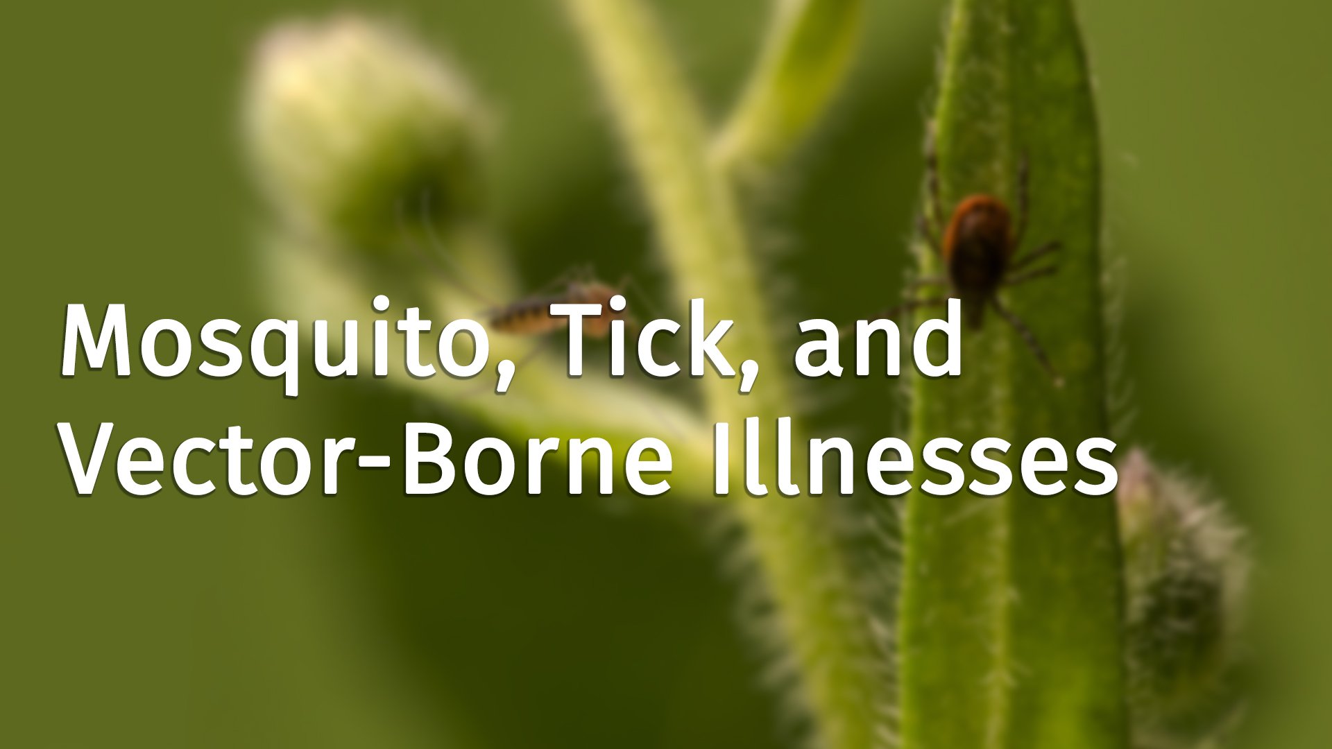 Mosquito, Tick, and Vector-Borne Illnesses